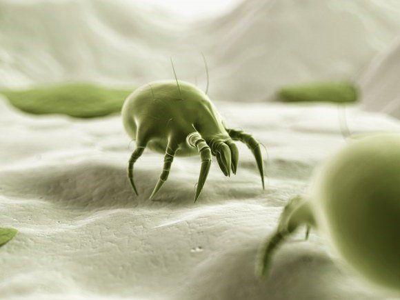 removing dust mites